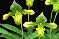 Orchid Seedling 50mm Pot Size - Paphiopedilum venustum album - Species