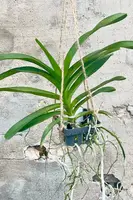 Vanda Orchid