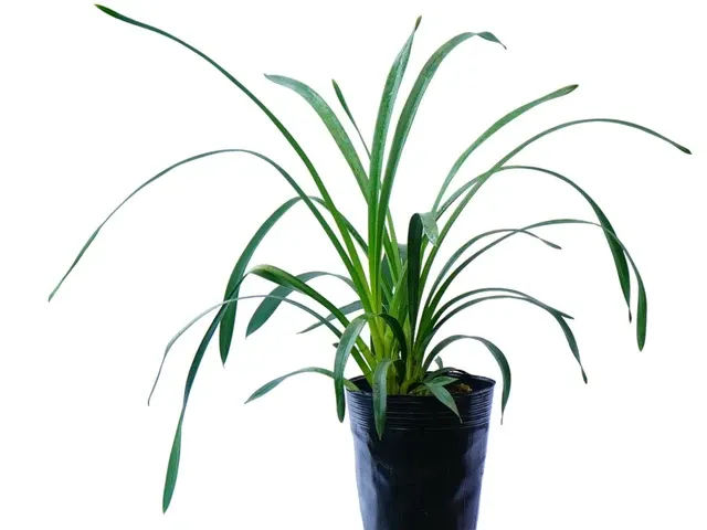 Cymbidium Manzanita Luz (Cymbidium)