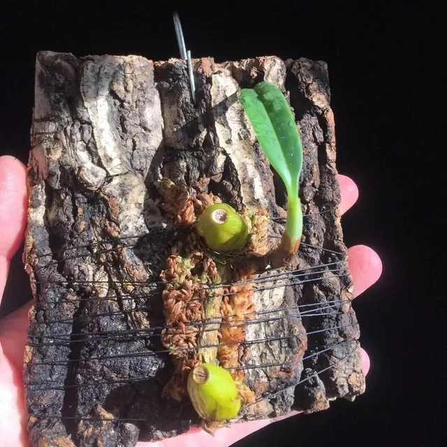 Bulbophyllum santosii (Bulbophyllum)