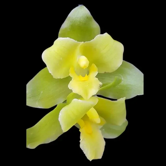 Lycaste tricolor x