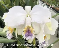 C. mossiae coerulea x sib ('Scotch Mist' x '2019-5') (C2352) (Cattleya - - mossiae )
