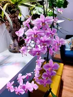Phal schilleriana x sib. (Large plants)