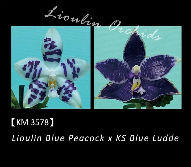 Phalaenopsis LL Blue Macaw