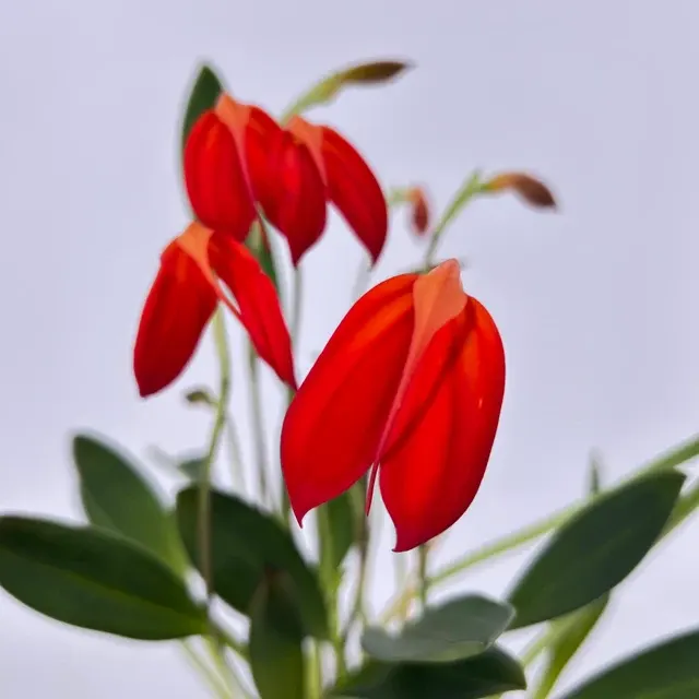 Masdevallia ignea