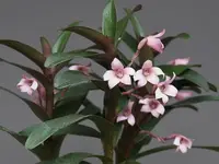 Maxillaria scalariformis syn. Camaridium scalariforme