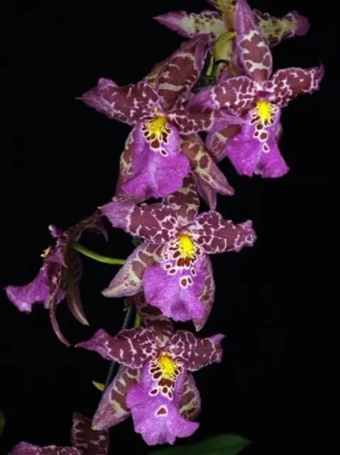 Aliceara Tropic Tom 'Kinky'