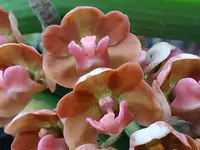 Rhynchostylis gigantea Orange