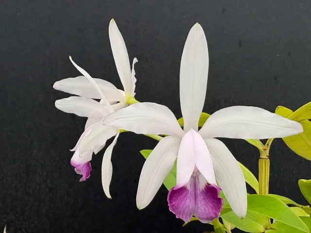 Cattleya intermedia amethystina (Cattleya)