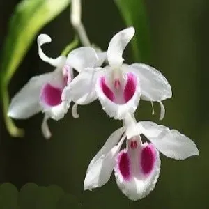 Dendrobium anosmum var semi alba 'Coerulea' (Dendrobium)