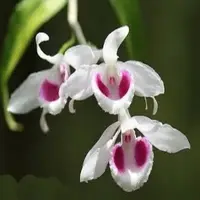 Dendrobium anosmum var semi alba "coerulea"