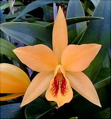 Laeliocattleya GOLD DIGGER 'Buttercup'
