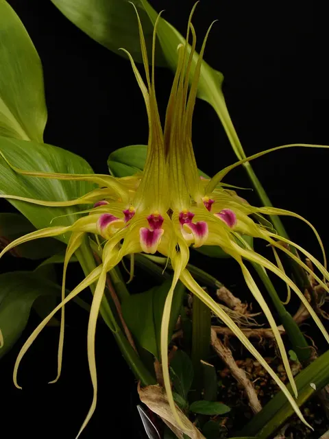 Bulbophyllum ericssonii