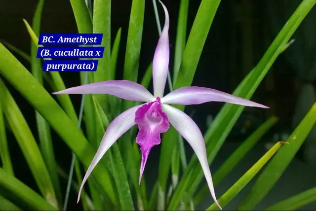 Cattleya 9 Orchid (Cattleya)