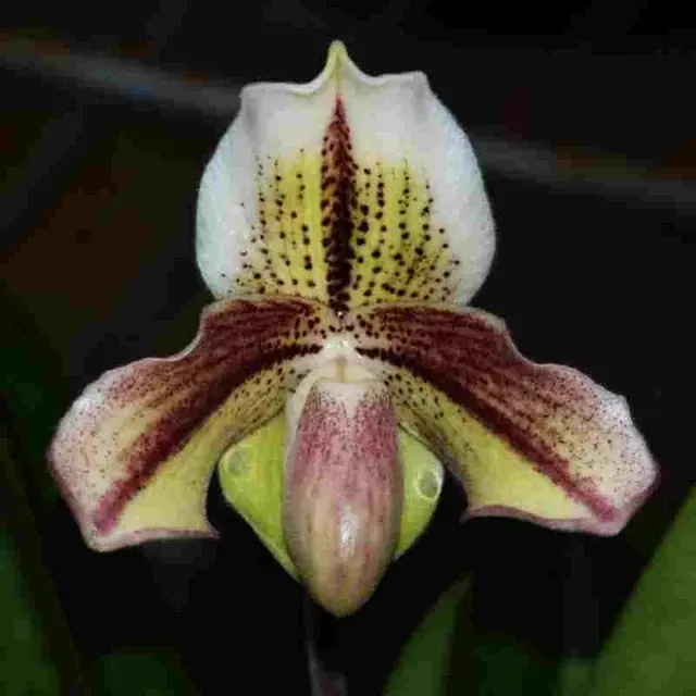 Paphiopedilium Belle Luxe (Paphiopedilum)