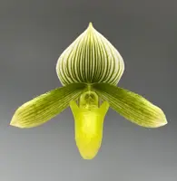 Paph. Janet Kunkle albo-verde (Memoria Allegria Guiterrez x Maudiae 'Napa Valley')