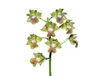 Dendrobium bifalce