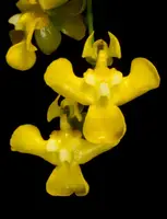 Oncidium cheirophorum 2" IN SPIKE NOW!!