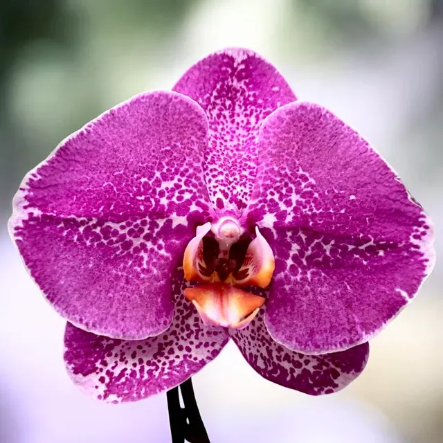 Phalaenopsis Singolo Special - Floarea XXL