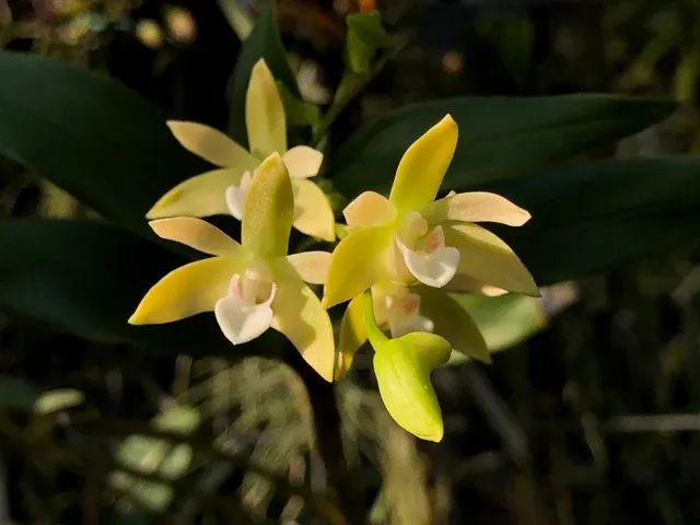 Dendrobium adae (Dendrobium)