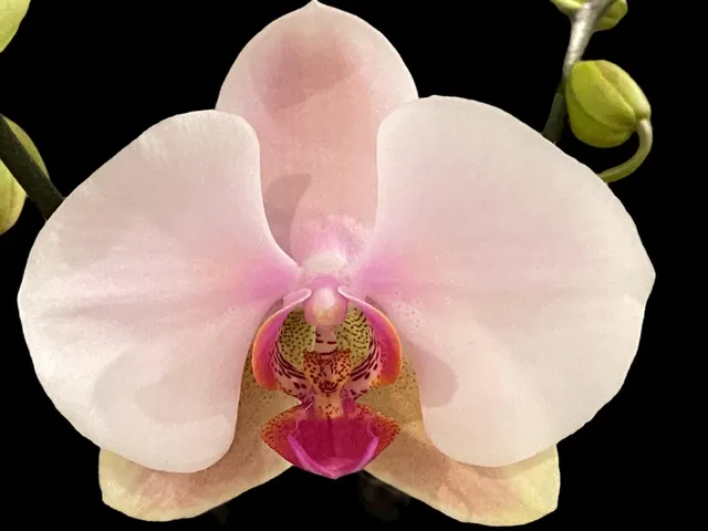 Phalaenopsis I-Hsin Dreamland