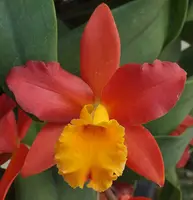 Blc. Lily Marie Almas 'MGR'.