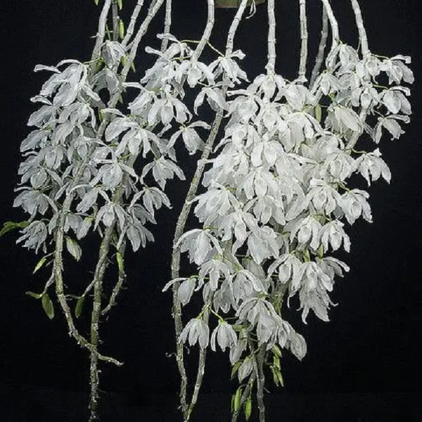 Dendrobium anosmum fma alba (Dendrobium)