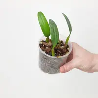 Bulbophyllum ambrosia