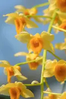 Dendrobium densiflorum