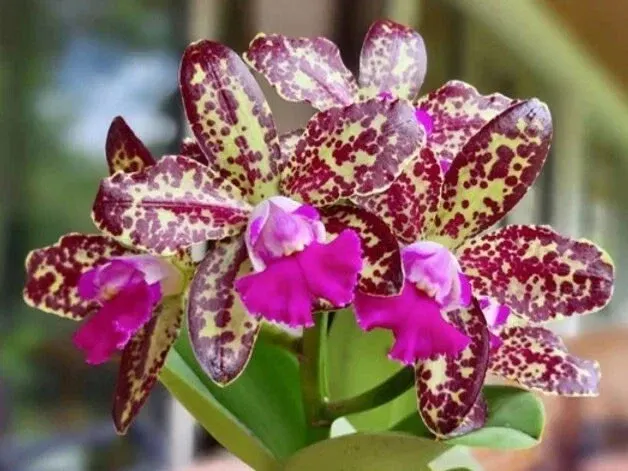 Rhyncholaeliocattleya Yuan Dung Python 'Passion Fruit' (Rhyncholaeliocattleya)