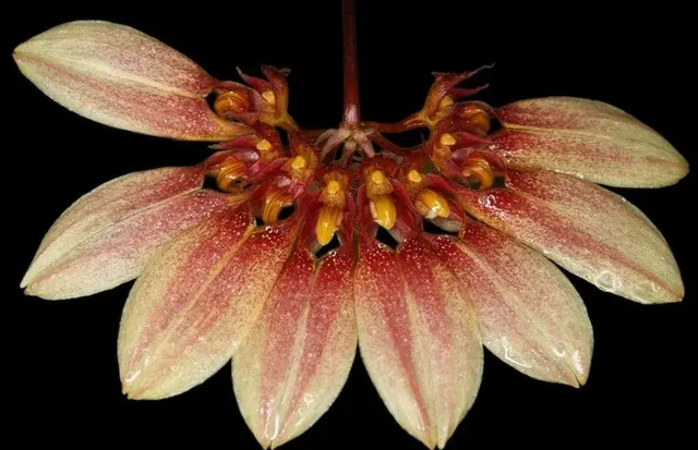 Bulbophyllum Daisy Chain Blooming Size
