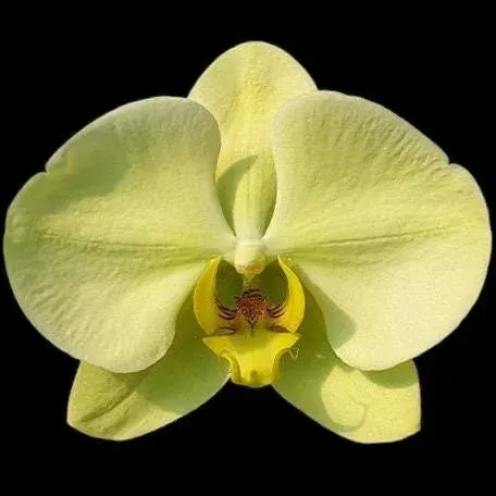 Phalaenopsis Golden Apollon