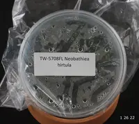 FLASK Neobathiea hirtula