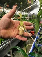 Phragmipedium Ainsworthii x Memoria Garren Weaver
