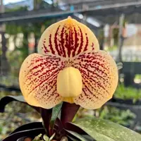 Paphiopedilum leucochilum (VAX01)