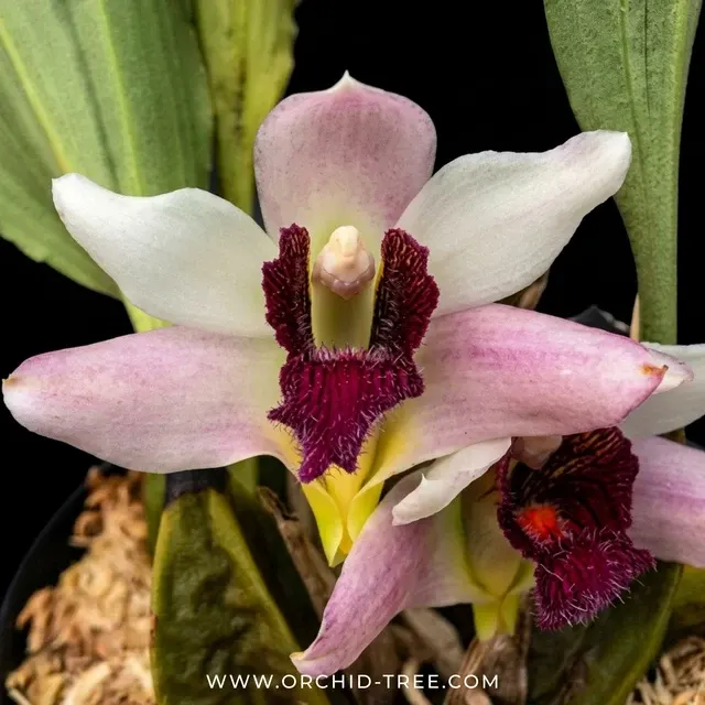 Bifrenaria tyrianthina (Bifrenaria)