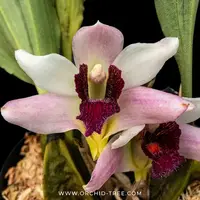 Bifrenaria tyrianthina Sp. Orchid Plant - BS