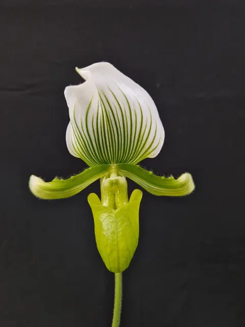 Paphiopedilum maudiae 'AMCO'