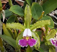 Cattleya schilleriana v. semi-alba 'Queen Emeraldas' AM/AOS00 2" mericlone