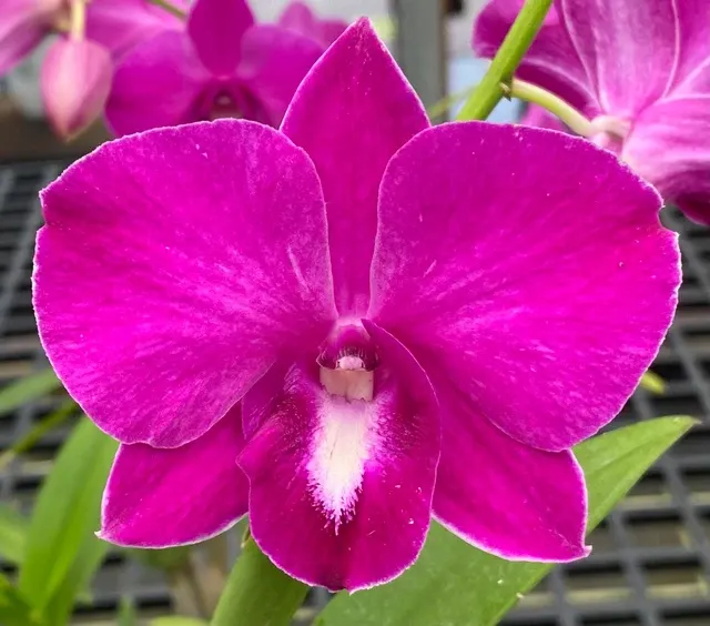 Dendrobium Burana Lucky Pearl