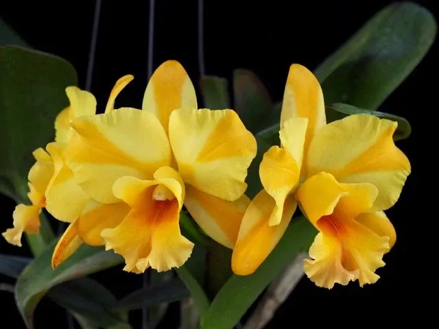Brassolaeliocattleya Nell Hammer