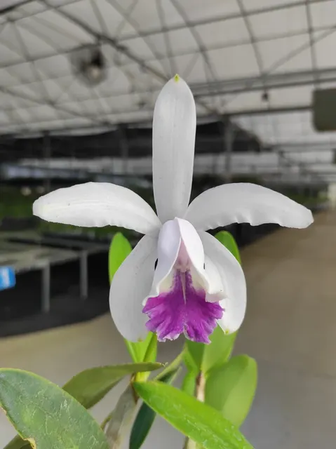Cattleya intermedia f coerulea 'Gigi' (Cattleya)