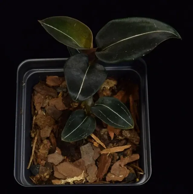 Ludisia discolor 'nigrescens'