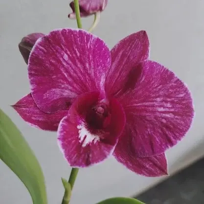 Dendrobium Trippawan Red_Ss (Dendrobium)