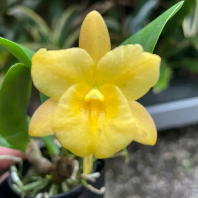 Cattleytonia Why Not 'Yellow' (Cattleytonia)