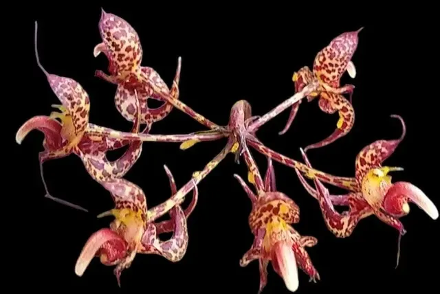 Bulbophyllum cornu-cervi