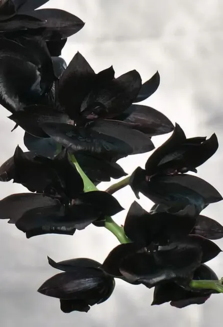 Monnierara Millennium Magic FCC/AOS 4in 'Witchcraft'