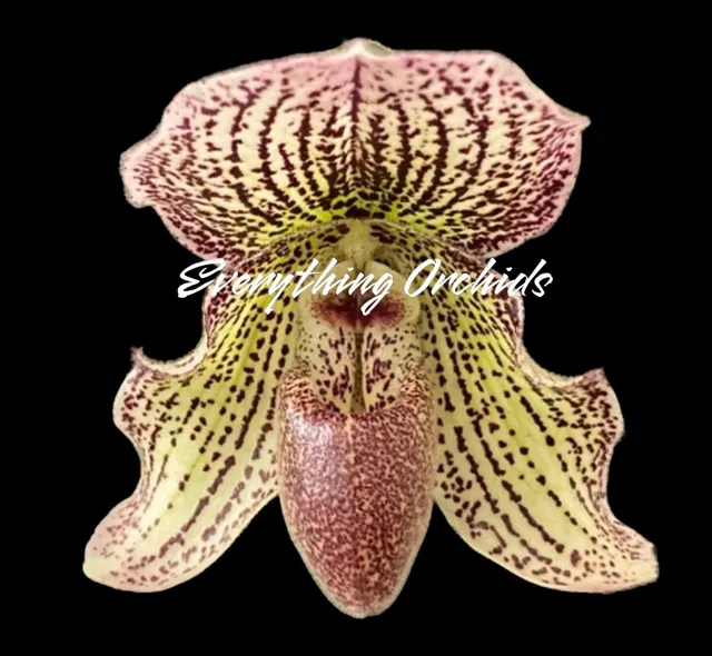 Paphiopedilum Iona