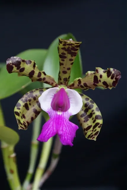 Cattleya aclandiae '4N Type'