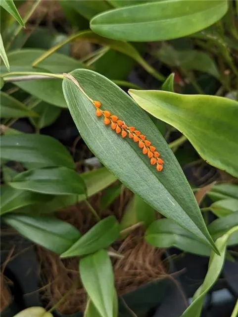 Pleurothallis truncata (Pleurothallis)